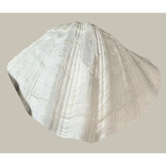 Seashells 2 Large & 2 Smaller Ones Estate Sale Find Very Beautiful - Lot Of 4 - Picture 5 of 16